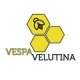gallery/vespavelutina 48x48